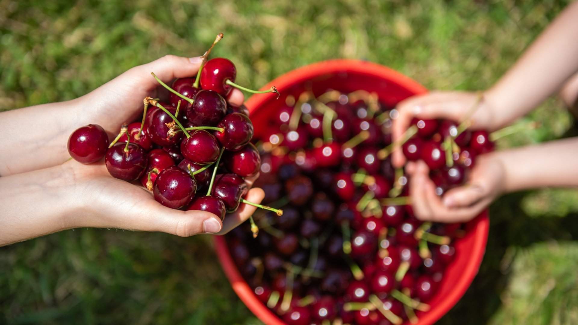 CherryHill Orchards Cherry Picking Festival 2022, Melbourne