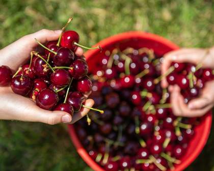 CherryHill Orchards Cherry Picking Festival 2023