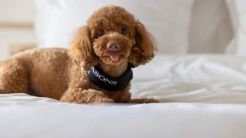 dog FRIENDLY hotel sydney four seasons 