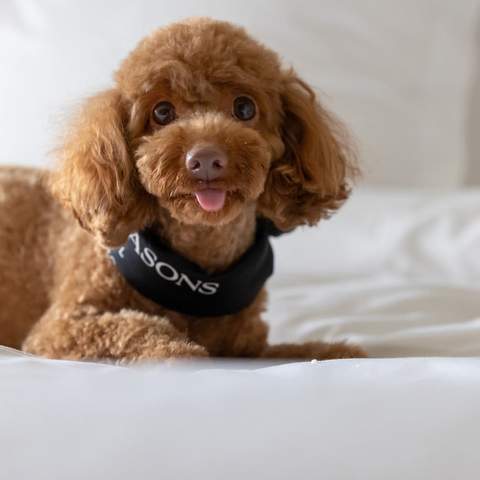 dog FRIENDLY hotel sydney four seasons 