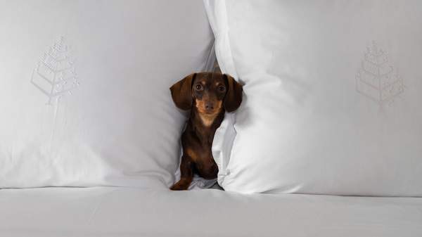 four seasons hotel - one of the best dog-friendly hotels in Sydney(pet-friendly hotel Sydney)