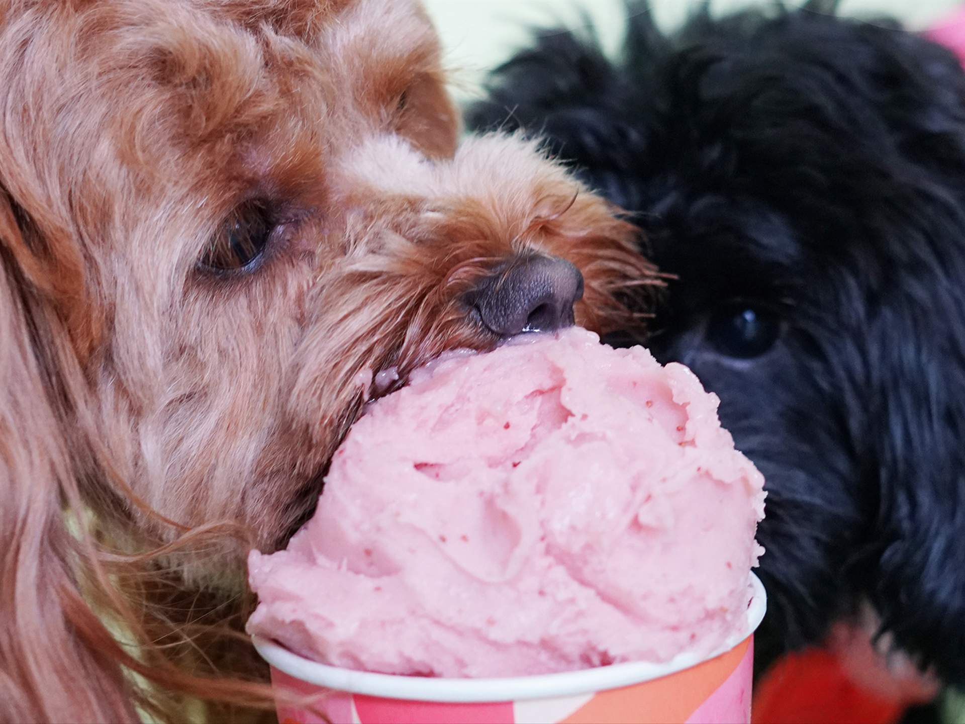 can ice cream upset a dogs stomach