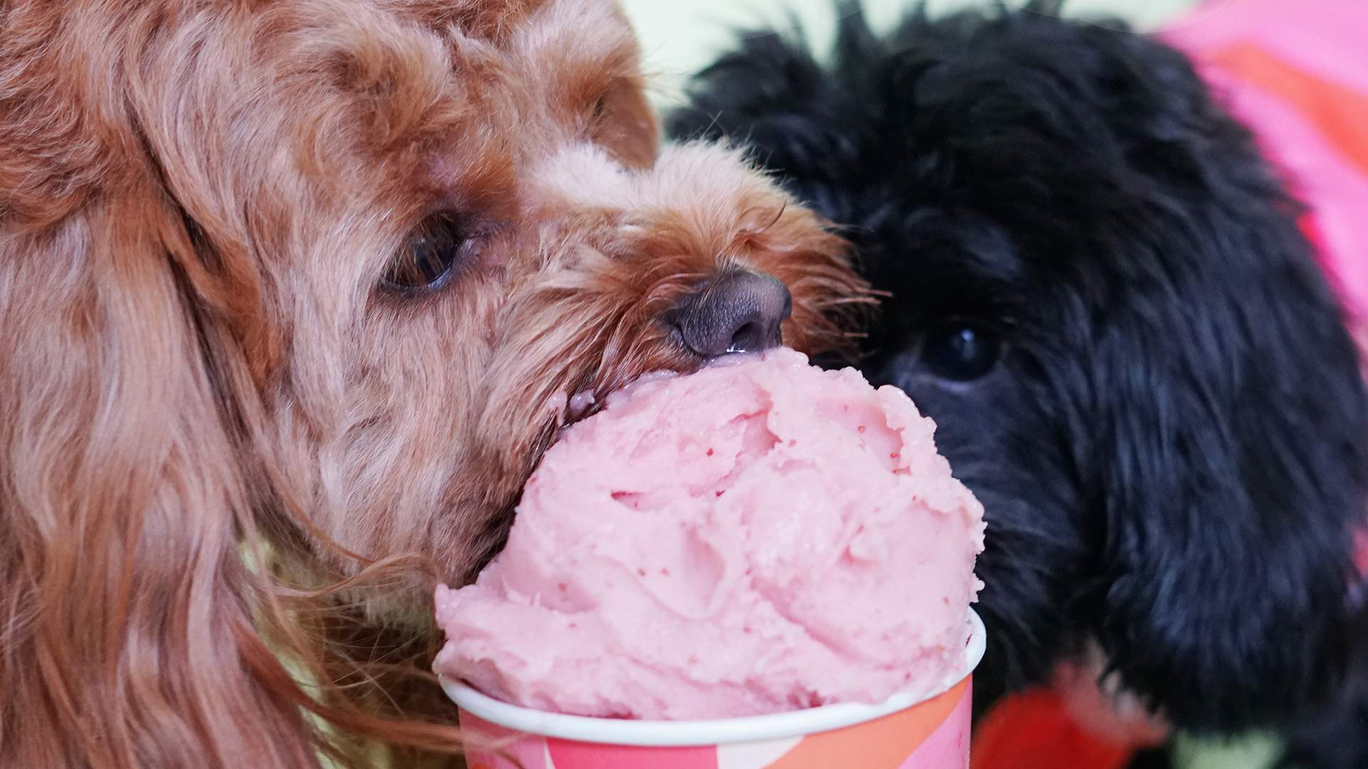 Gelatissimo Has Released a New Vegan Gelato Flavour That Humans and Dogs Can Share