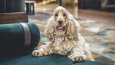 dog FRIENDLY hotel sydney four seasons 