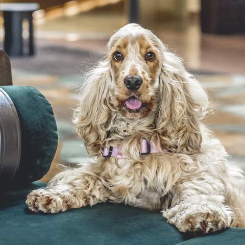 dog FRIENDLY hotel sydney four seasons 