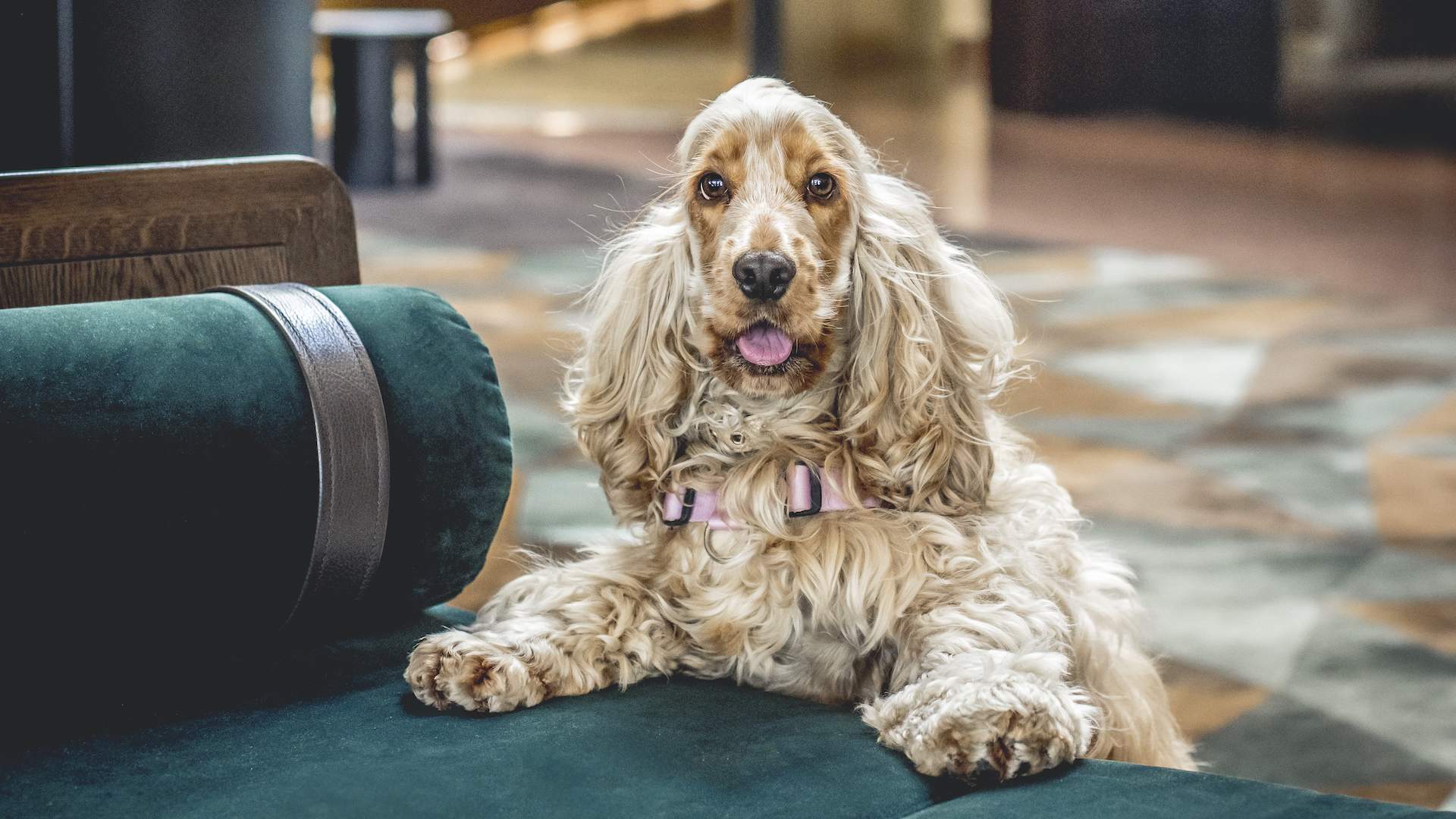 Do Hotels Take Dogs