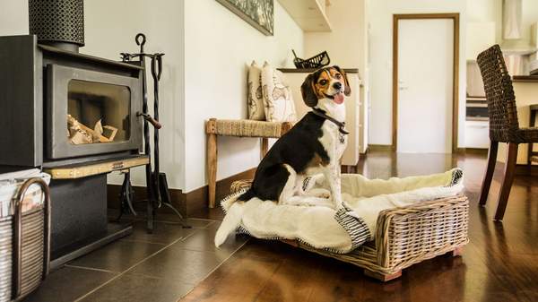 Spicers - Best Dog-Friendly Hotels, B&Bs and Self-Contained Getaways in Queensland