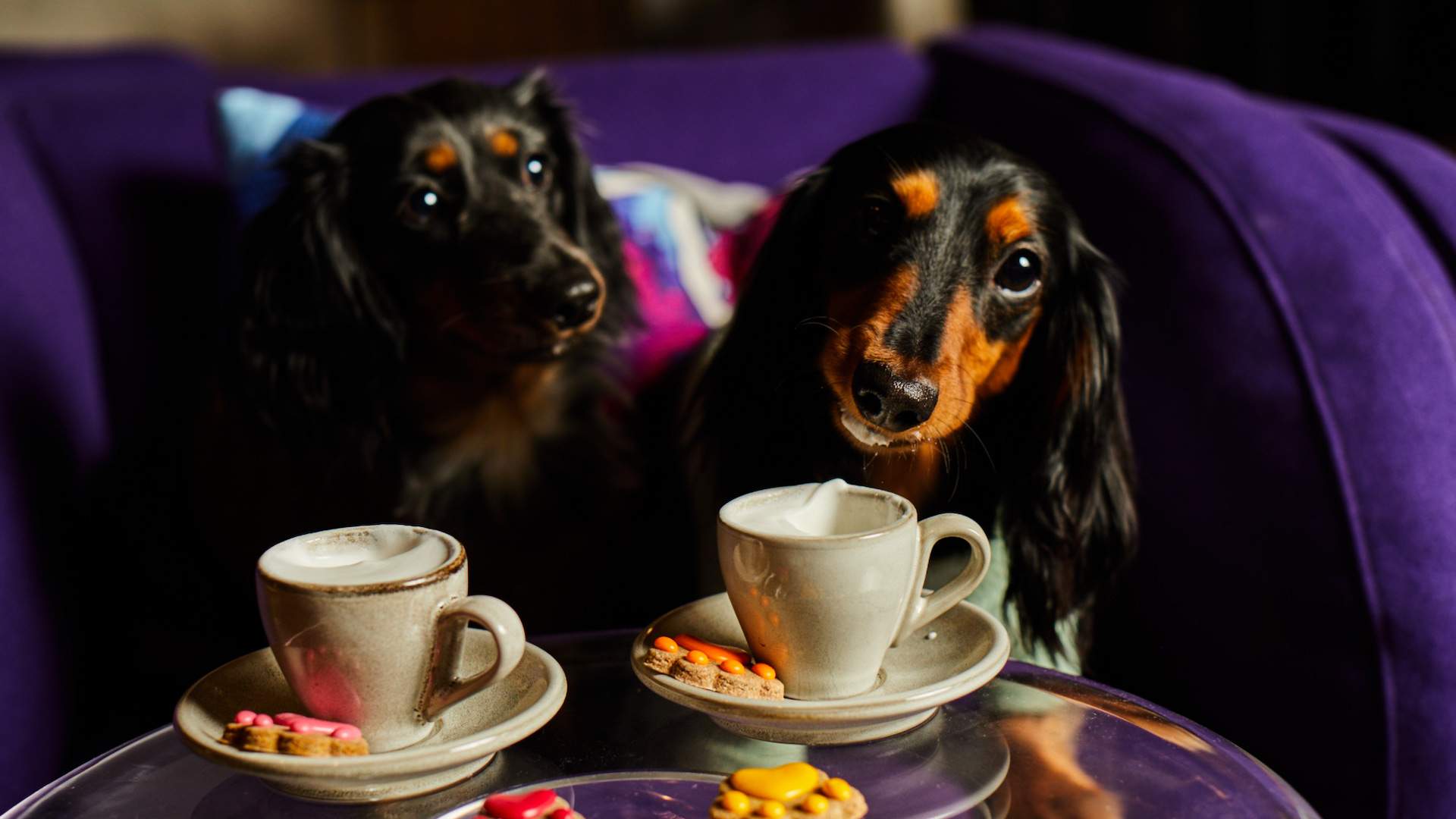 best dog-friendly hotels Victoria, Melbourne - accommodations - Zagame's House.
