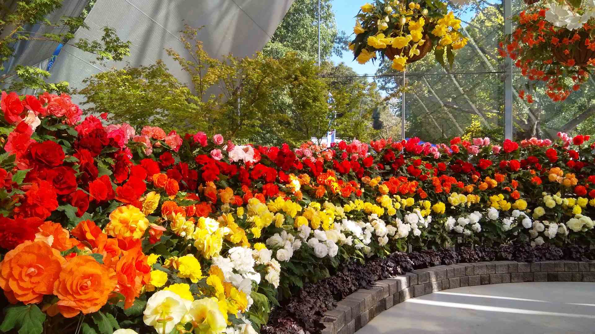 Ballarat Begonia Festival 2023