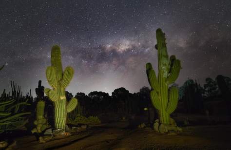 Stargazing with Cactus