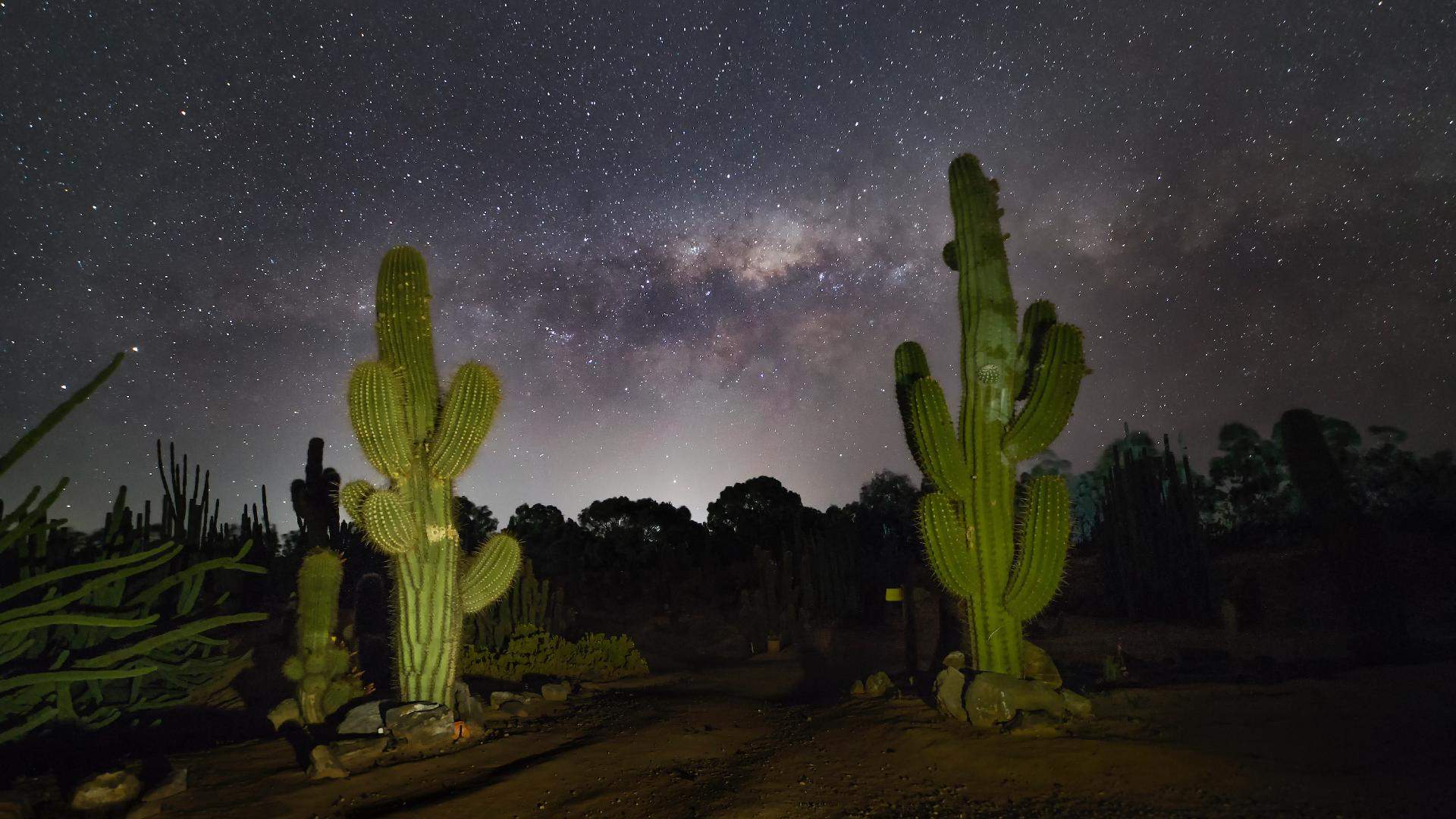 Stargazing with Cactus