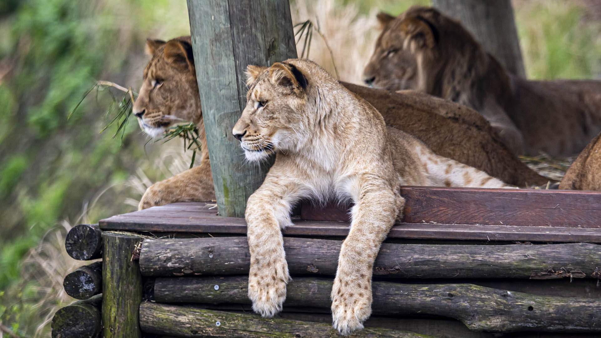 Can You Take Your Own Food To Taronga Zoo