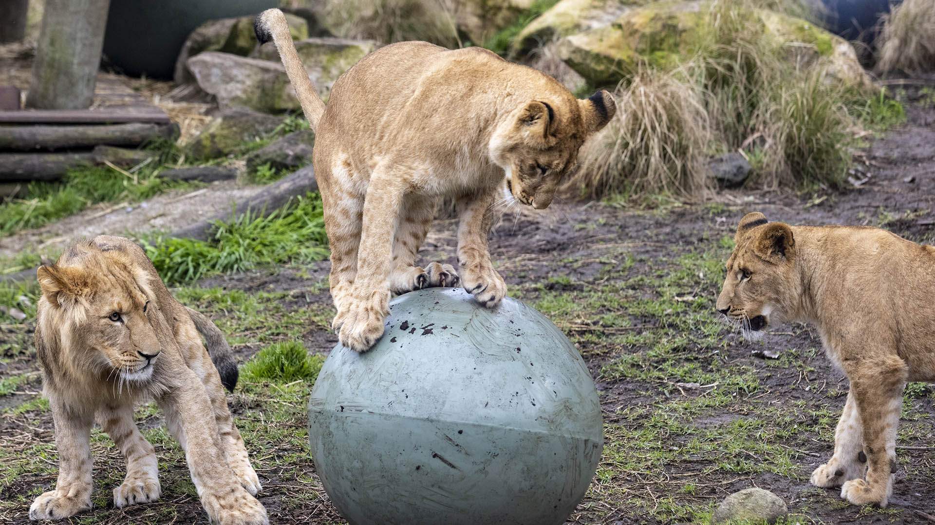 Taronga Zoo Will Still Operate As Normal Today After Five Lions Escaped Their Enclosure