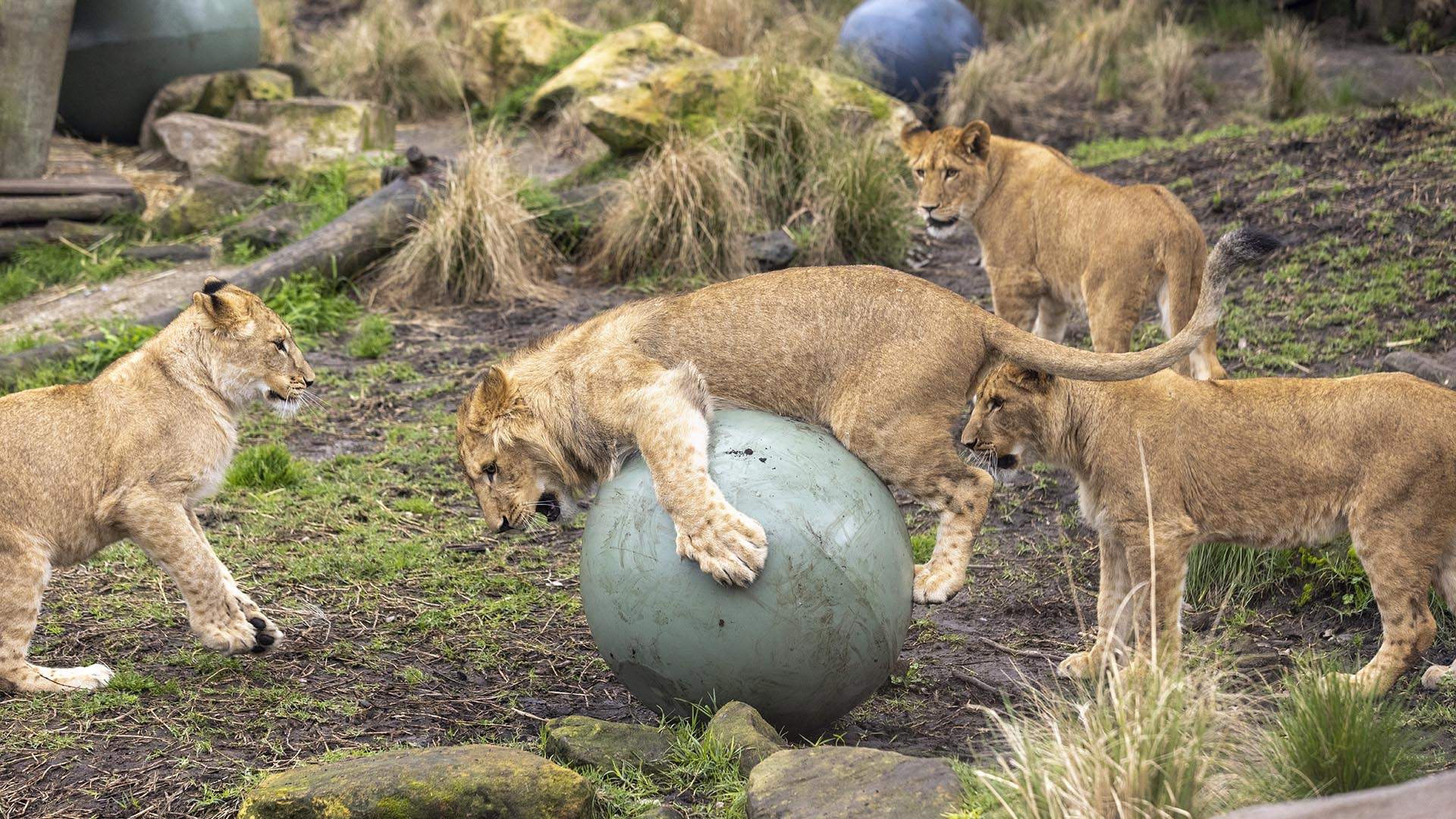 Taronga Zoo Will Still Operate As Normal Today After Five Lions Escaped Their Enclosure