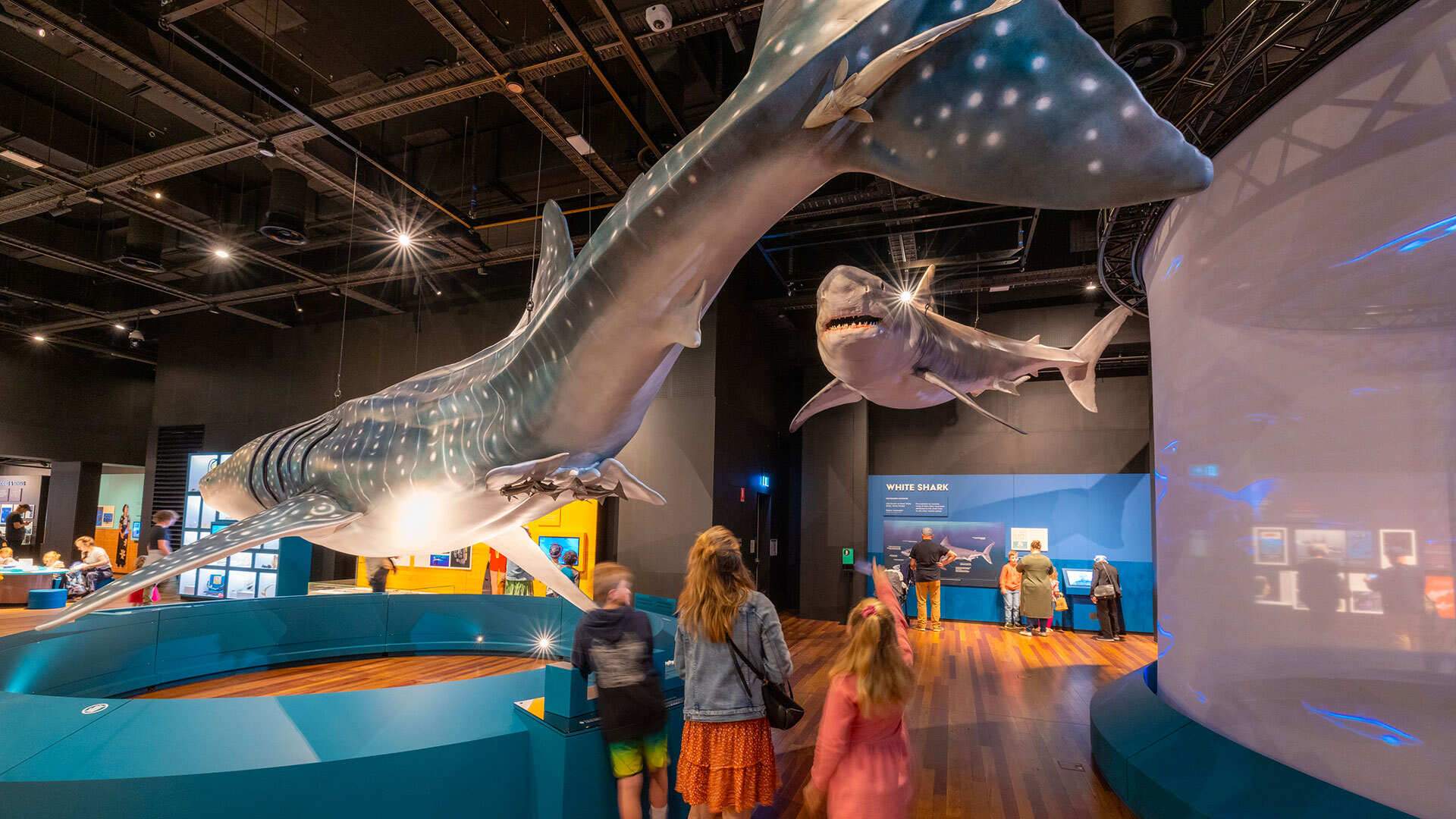 Australian Museum's New Sharks Exhibition Concrete Playground