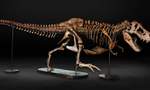 Enter 'Barbara': Another 66-Million-Year-Old T-Rex Is Joining Peter in a World First at Auckland Museum