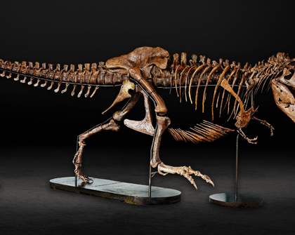 Enter 'Barbara': Another 66-Million-Year-Old T-Rex Is Joining Peter in a World First at Auckland Museum