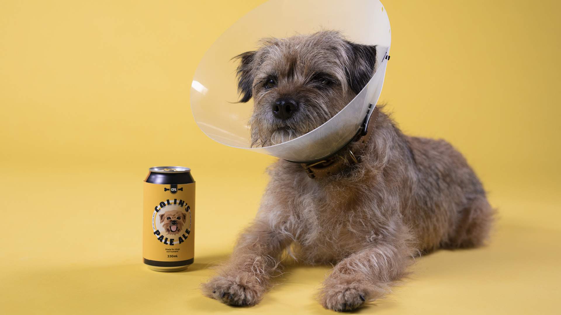 Binge Has Teamed Up with Hop Nation on a Beer for Dogs — and They're Giving Away Free Tinnies