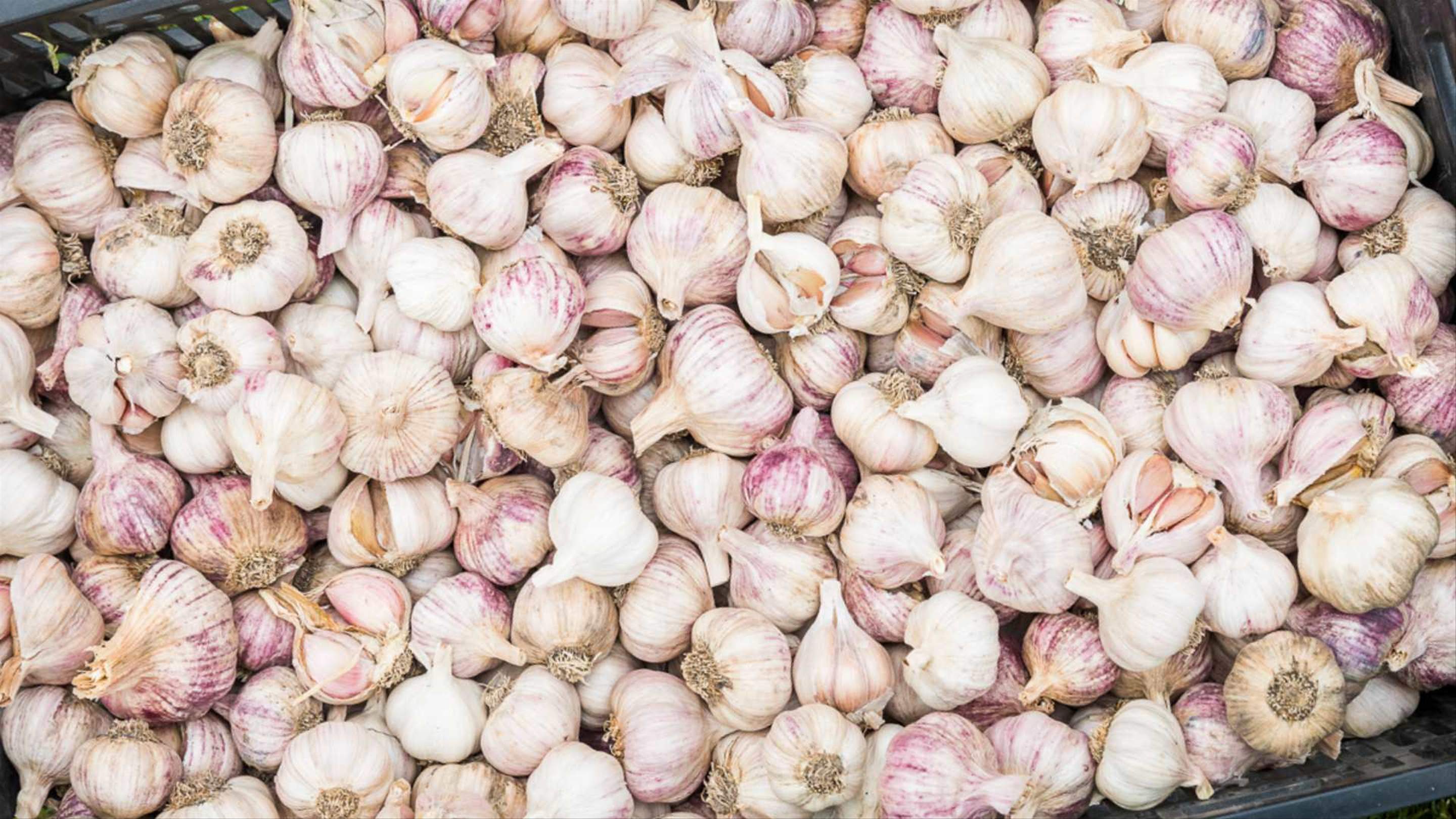 Meeniyan Garlic Festival 2023 Concrete Playground