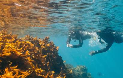 Background image for The Five Best Snorkelling Spots In and Around Melbourne