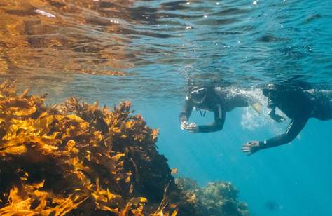 The Five Best Snorkelling Spots In and Around Melbourne