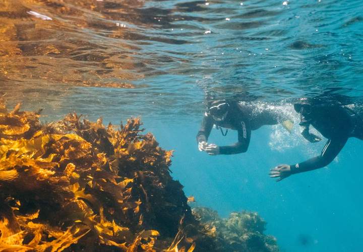 Background image for The Five Best Snorkelling Spots In and Around Melbourne