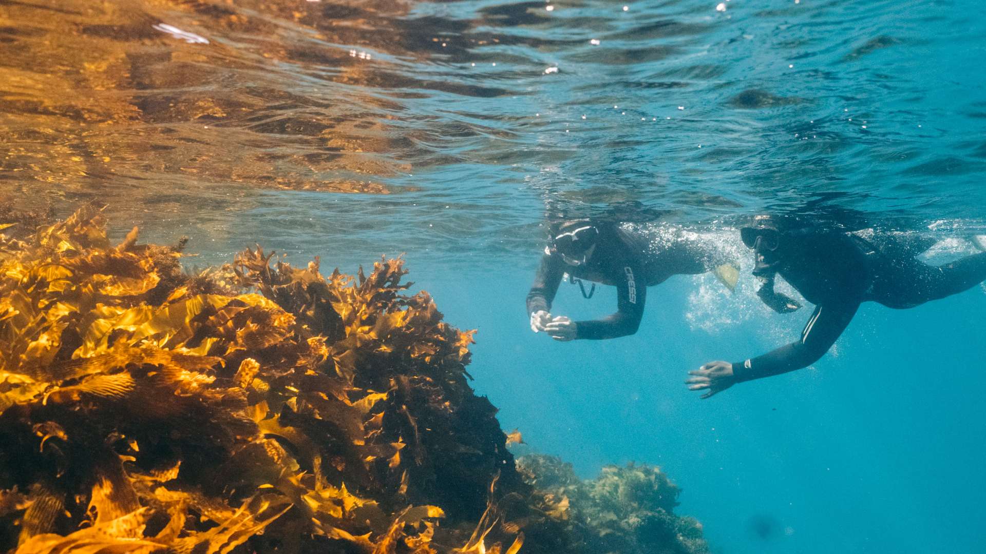 The Five Best Snorkelling Spots Near Melbourne