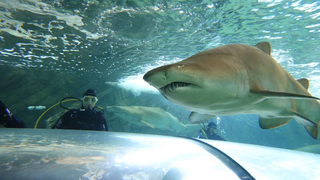 I Took The Plunge And Went Swimming With Sharks At Sea Life Sydney