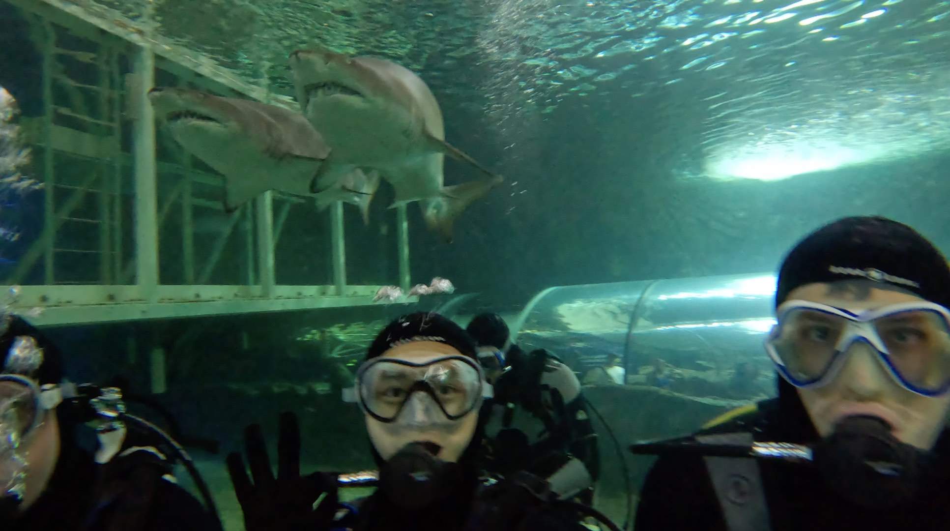 I Took the Plunge and Went Swimming With Sharks at SEA LIFE Sydney — Here's What Happened