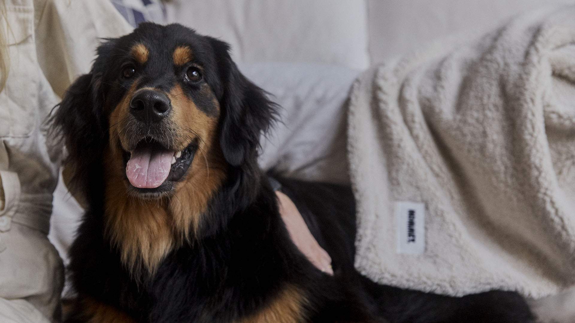 Hommey Has Launched Its First-Ever Pet Bed, Pillow and Blanket Collection — and It's Barking Adorable