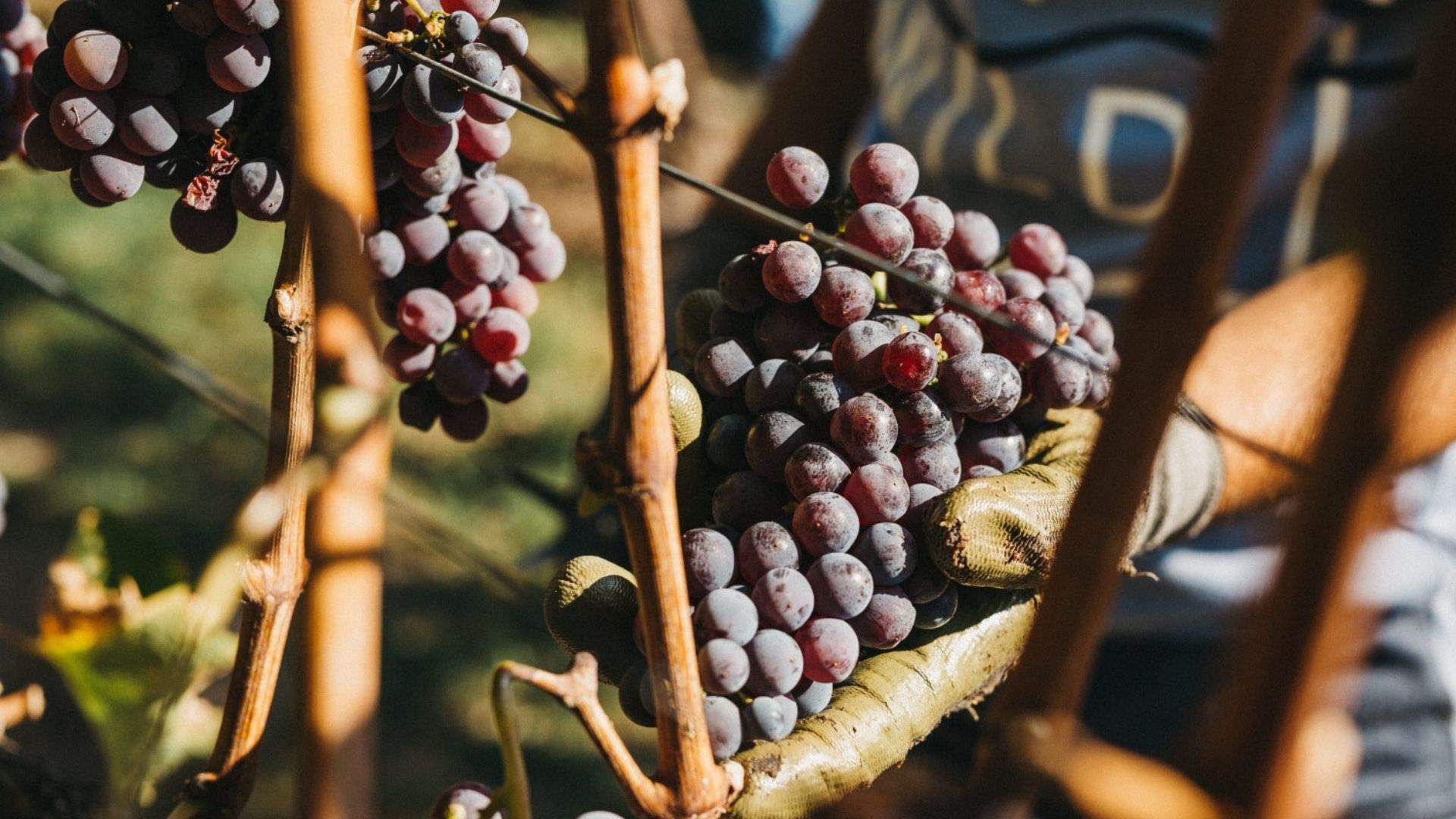 Wines of Naoussa Tasting