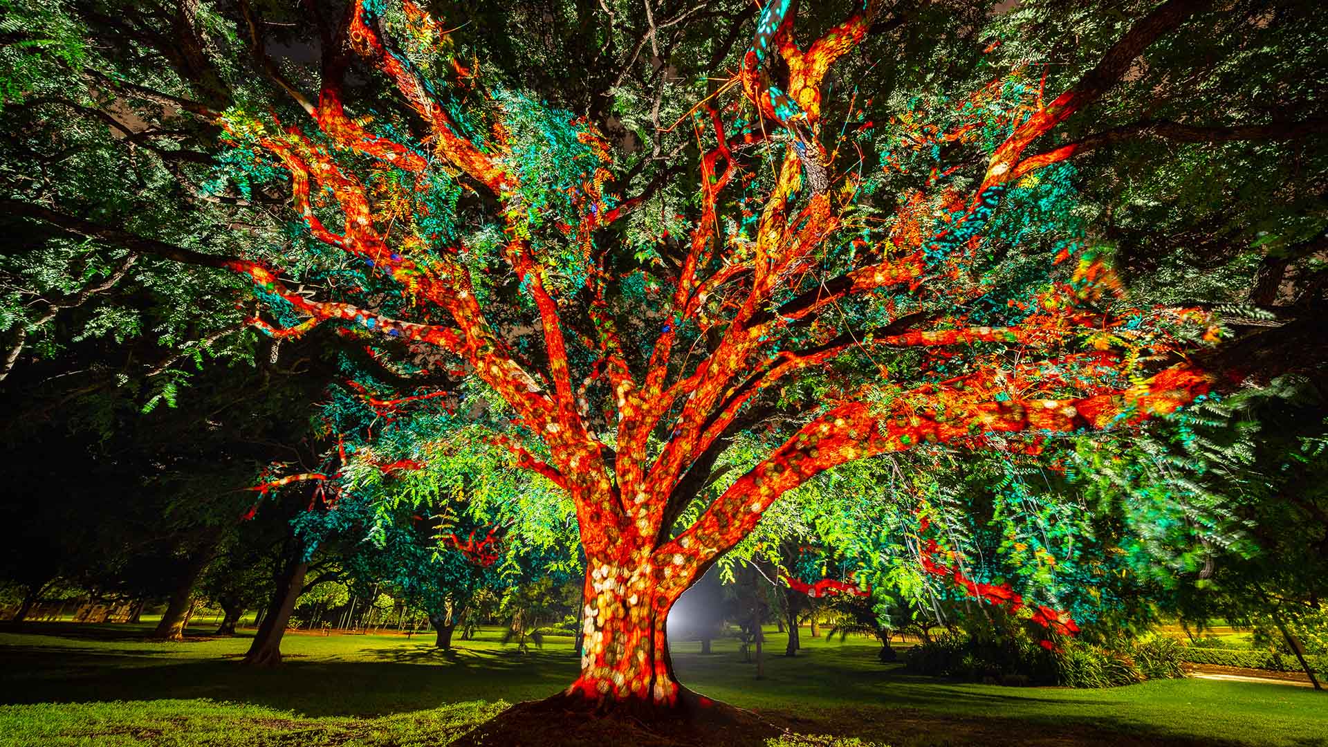 Brisbane's Glowing After-Dark Festival Botanica Will Light Up the City Botanic Gardens Again in May