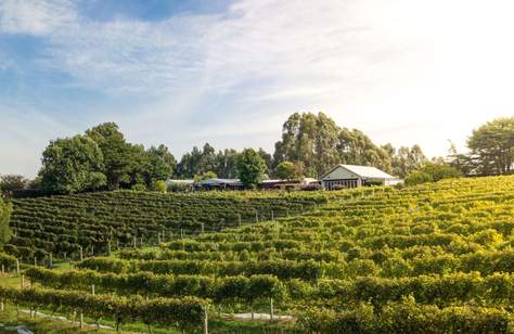 The First Phase of Gippsland's New Destination Winery Carrajung Estate Opens This Week