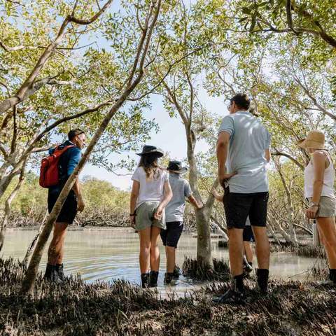 Roebuck Bay Mangrove Expedition