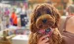 Brisbane's Indoor Market VEND Is Opening a Second Pet-Friendly Shopping Hub in Annerley