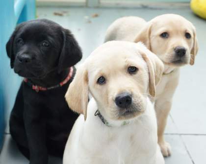 Seeing Eye Dogs Australia Needs Your Help to Look After These Adorable New Pups