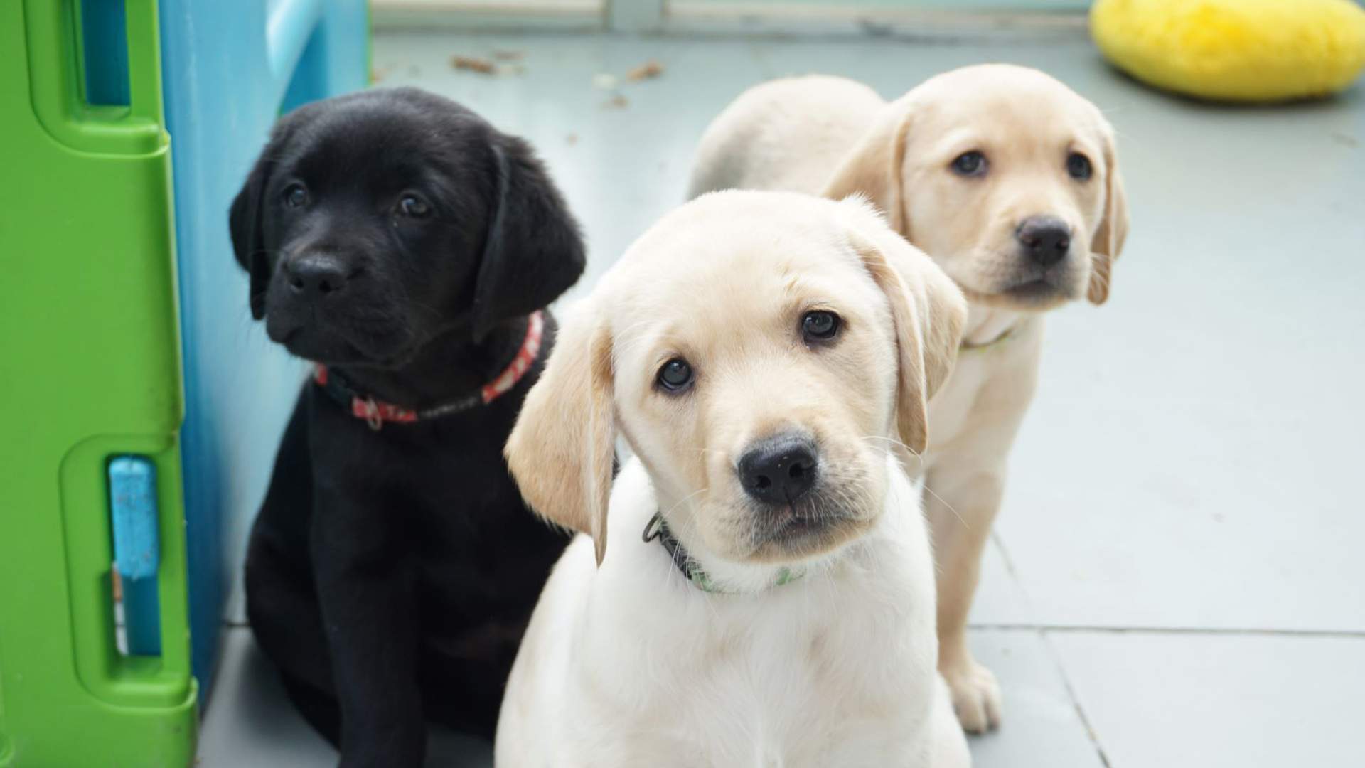 Seeing Eye Dogs Australia Needs Your Help to Look After These Adorable New Pups
