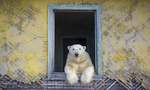 Wildlife Photographer of the Year 2023