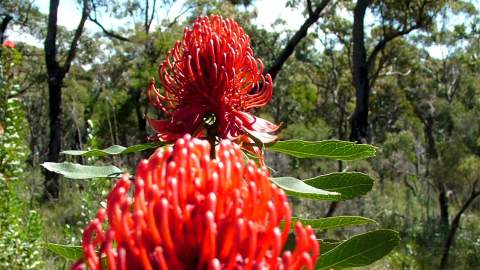 Muogamarra Nature Reserve Open Season