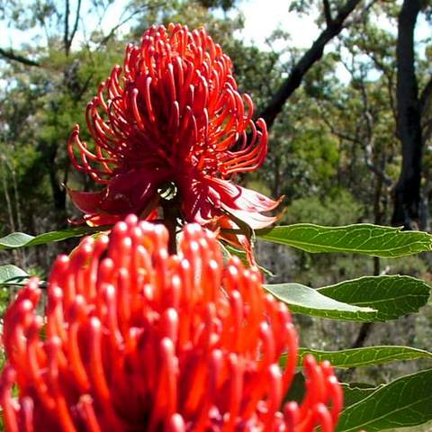 Muogamarra Nature Reserve Open Season