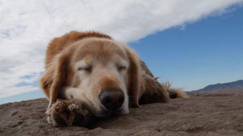 Top Dog Film Festival