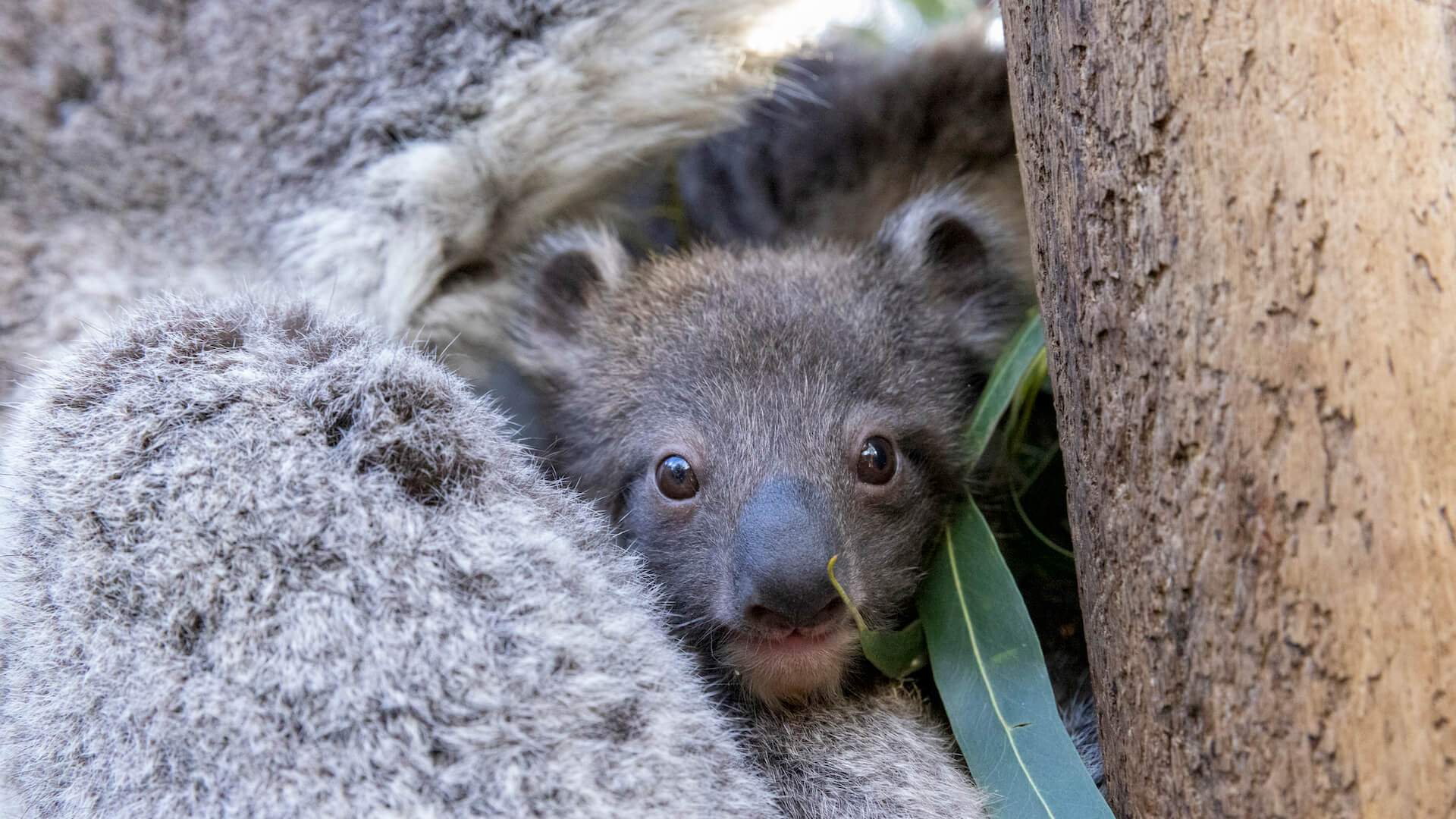 Healesville Sanctuary Wine and Wildlife winter festival