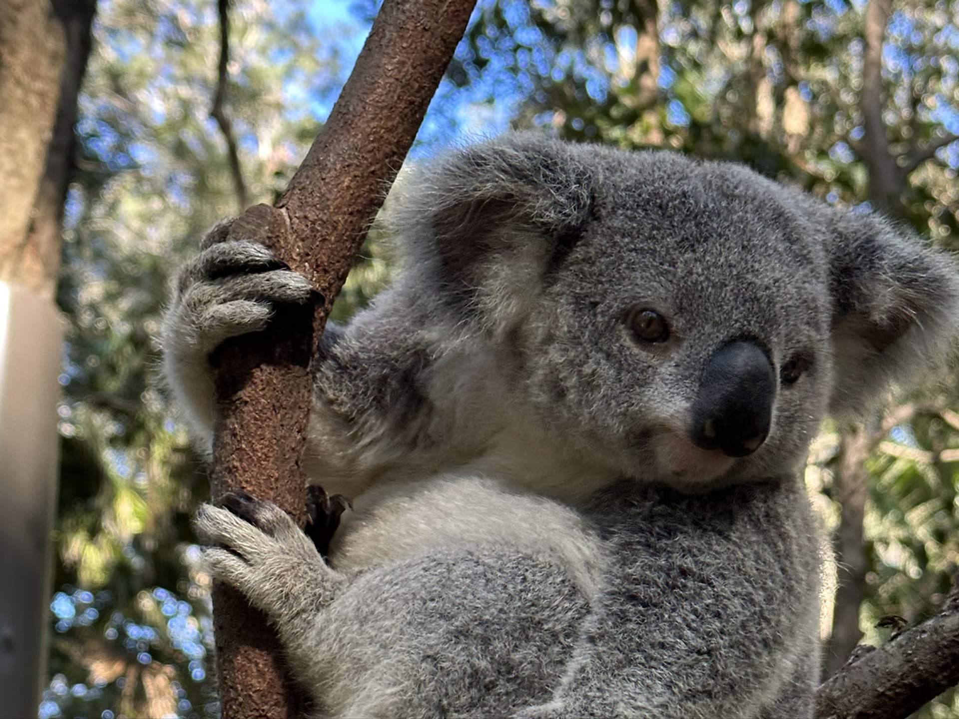 Unique wild rescue Koala 'Bear' – will now call Currumbin Wildlife  Sanctuary home! :: Currumbin Wildlife Sanctuary