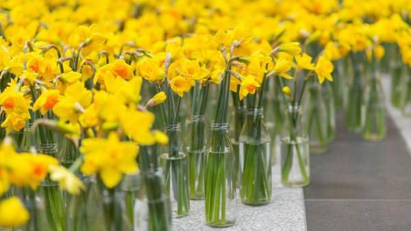 Cancer Council Victoria's Daffodil Day, Rialto Plaza, 2023