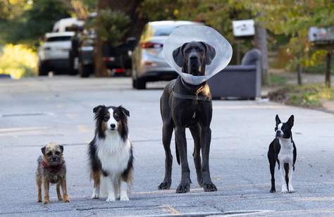 Strays