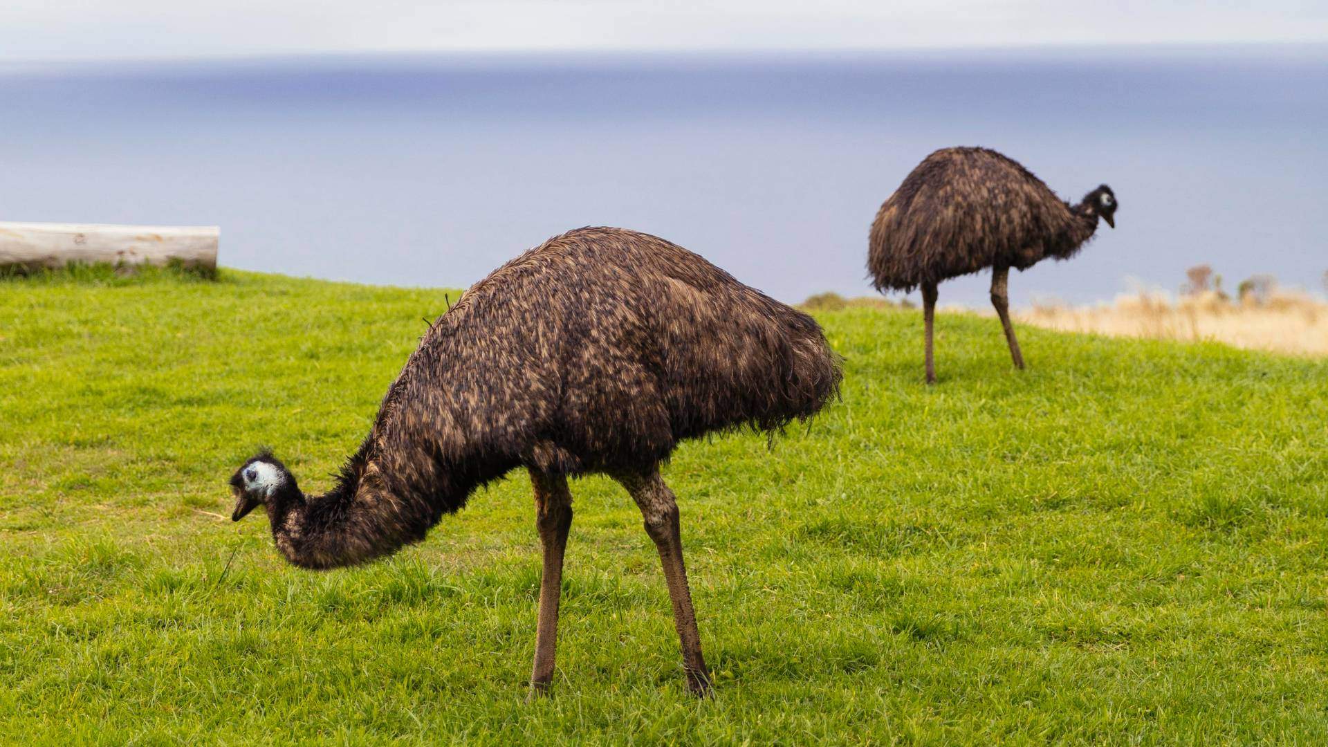 Two emus pecking at lush green grass, spotted at Wildlife Wonders with the Bass Strait in the background