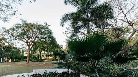 South Bank's Picnic Island