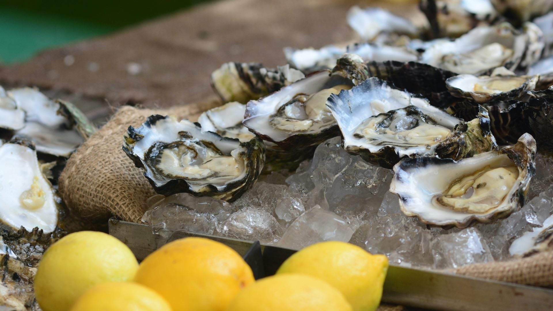 A plate of fresh oysters.