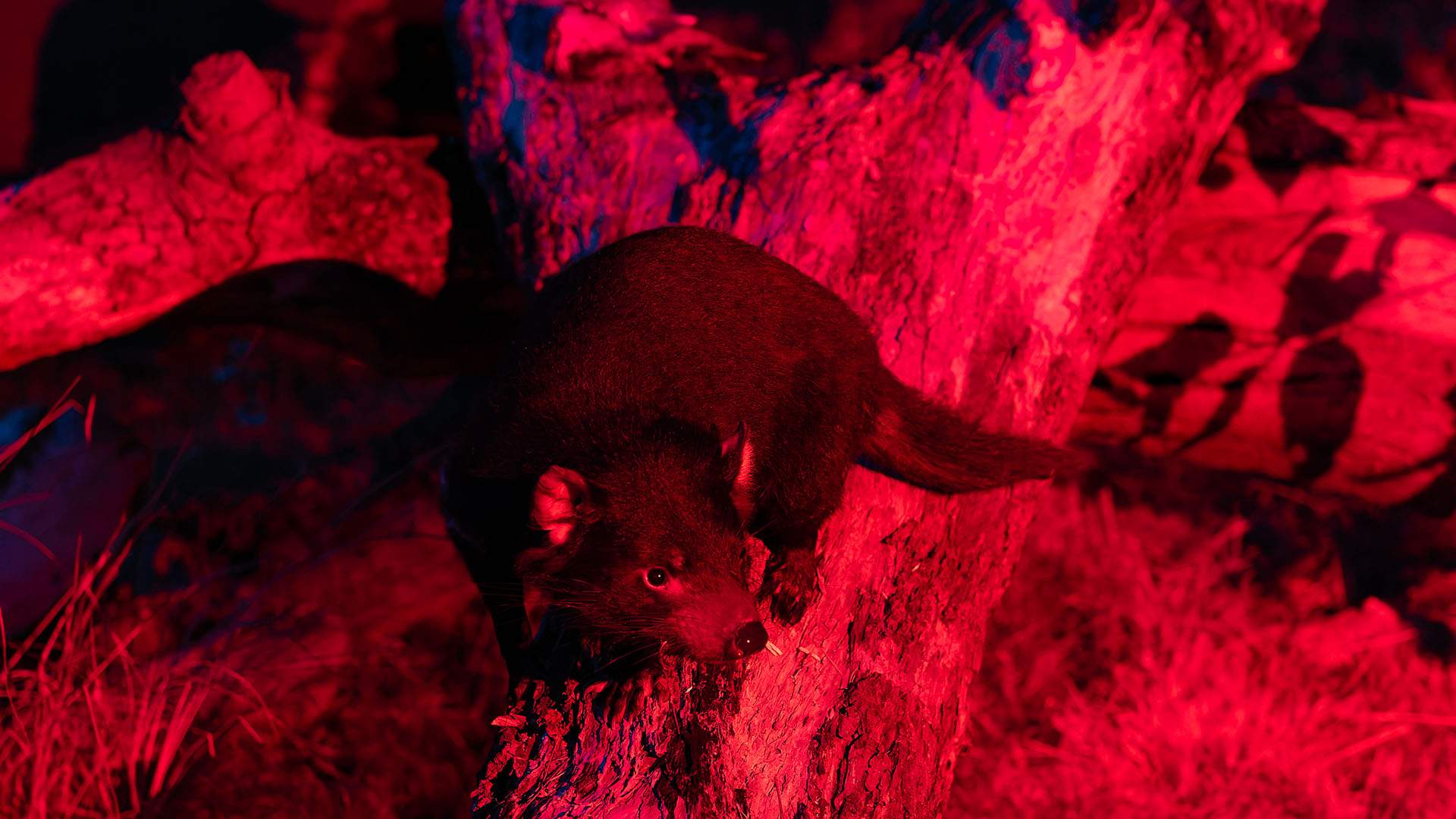 Brisbane's Lone Pine Koala Sanctuary Is Adding a Nocturnal Precinct So You Can See Its Furry Residents at Night