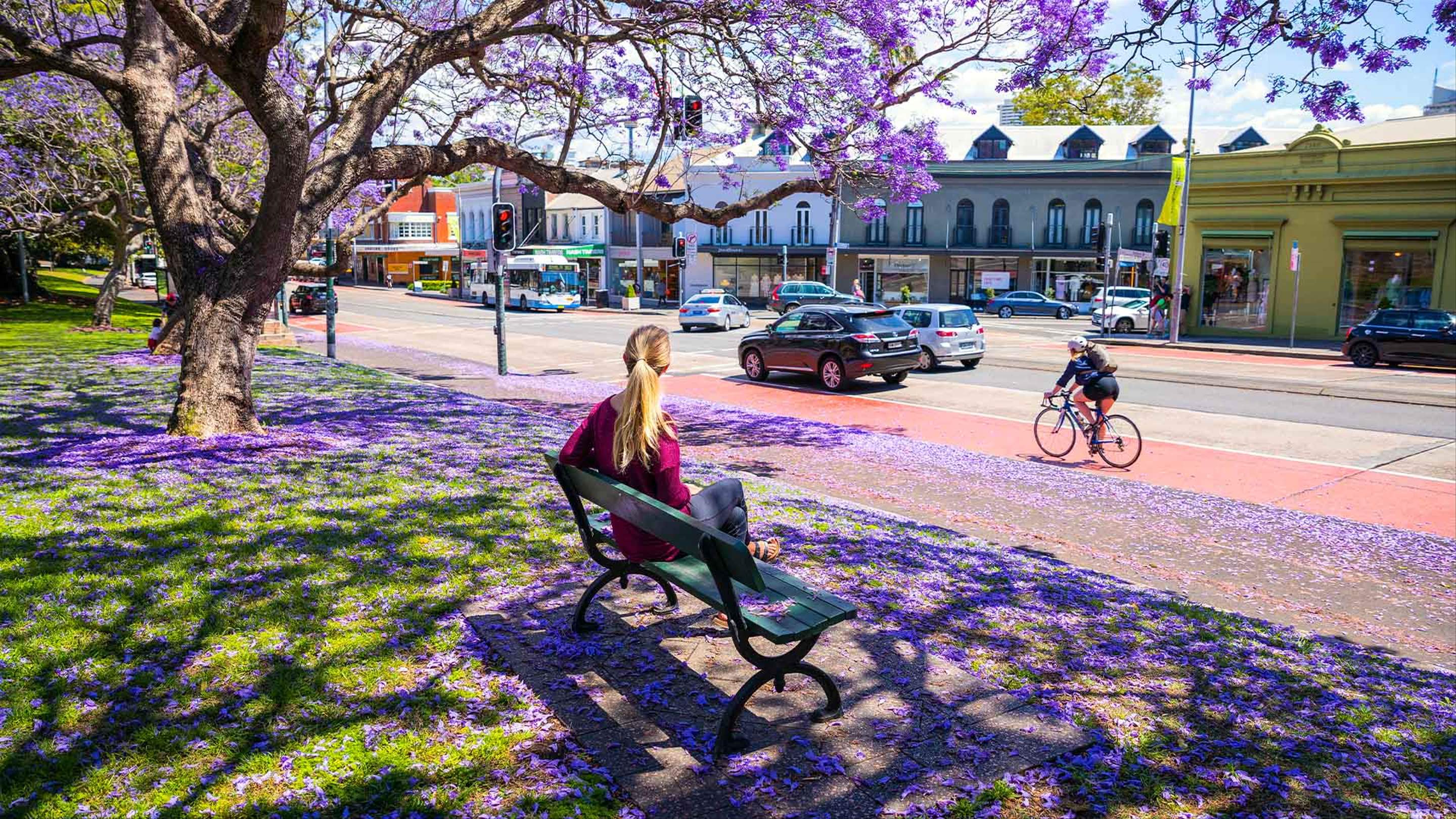 The Best Places to See Sydney's Jacarandas Bloom This Spring